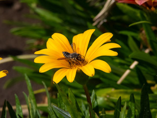 Moths and bees in striking flower colors.