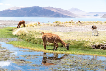 Llama in Laguna Salar de Aguas Calientes, San Pedro de Atacama, Chile