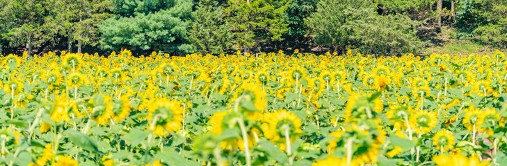 sunflowers at farm