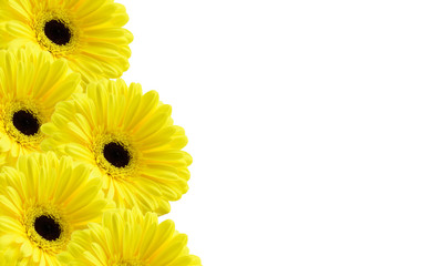 Beautiful flower, yellow gerbera is isolated on a white background.