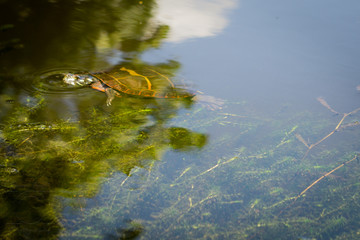 turtle just below the surface