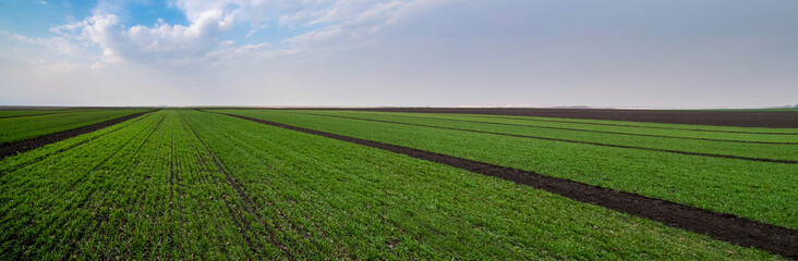 panoramic view of field divided into sectors by wheat varieties
