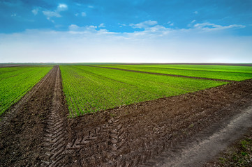 view of field divided into sectors by wheat varieties, experimental areas