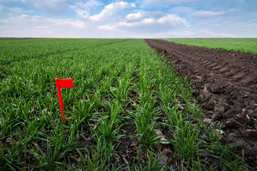 cereal field type divided into sectors by wheat varieties, experimental areas with marker