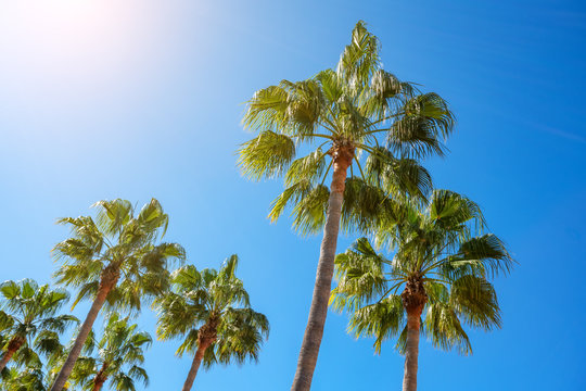 American palm trees in the summer with bright sunshine. Background