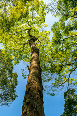 Fototapeta premium folhagem de arvores vista de baixo em céu azul foto vertical, fotografado na natureza