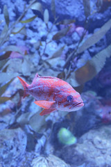 Obraz premium Fish in ocean. Snapper fish school. Shoal of fish in sea.