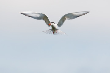 Common tern hovering in the air with wings wide spread looking for fish