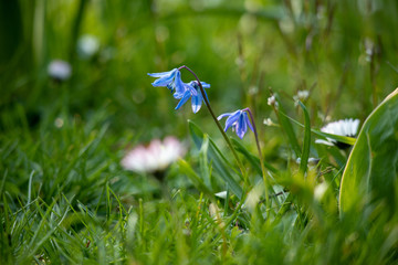 Frühlingsblumen Wiese Nahaufnahme