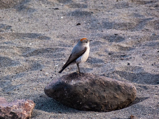 Small reddish nape on the beach.