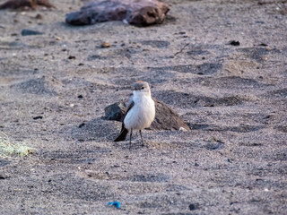 Fototapeta premium Small reddish nape on the beach.