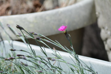 Sweet Williams flower plant