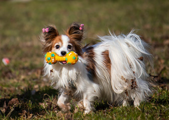 Dog with a toy