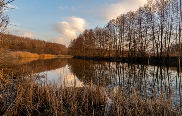 Fototapeta premium Beautiful landscape on the river overgrown with reeds and trees during the sunset in early spring
