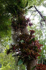 Tilandsia airplant on tree in Colombia