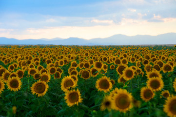 Obraz premium Sunflower Field