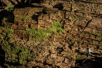 An old tree is covered with moss. Close-up. Background. Texture.