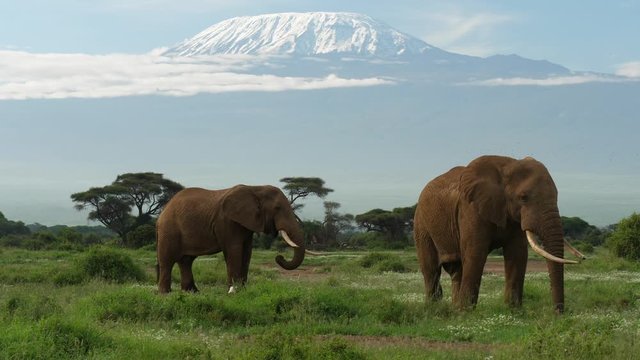 Elephants graze under Mt. Kilimanjaro in Amboseli National Park