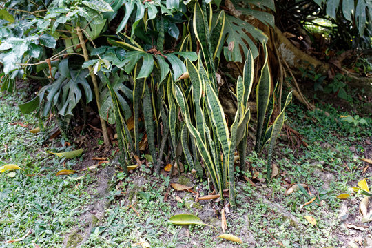 Monstera and Sansevieria Dracaena stuckyi