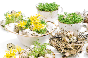 Easter home decoration quail eggs forsythia flowers