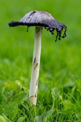 Shaggy Ink Cap, Coprinus comatus fungi, edible mushroom in a grass field in Cornwall, England, UK