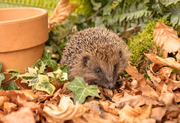Hedgehog in garden, wild, free roaming native hedgehog, taken from a wildlife garden hide to monitor health and numbers of this declining species.  copy space