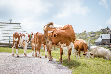 Fototapeta na wymiar Cows in the field, herd of cows
