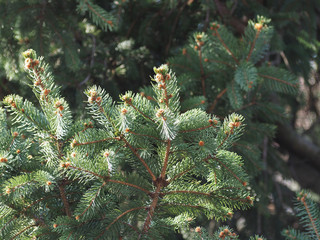 pine (Pinus Pinaceae) tree