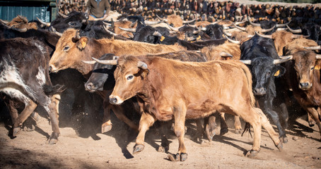 varios toros corren juntos en manada