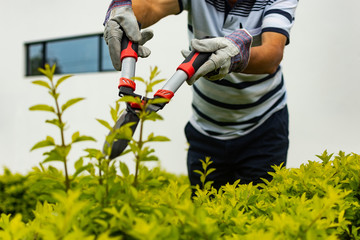  Man with garden shears pruning large plant stems. Topical garden and home. landscaping and...
