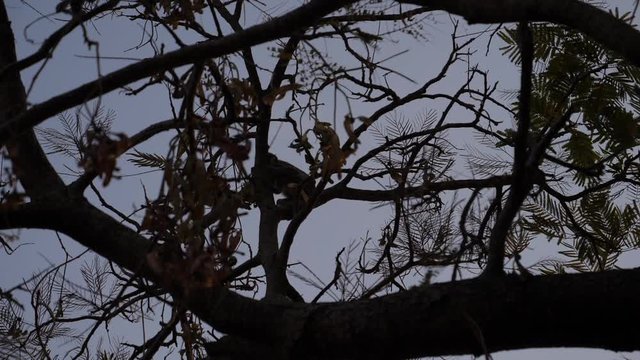 Monkey in Trees Zoom in