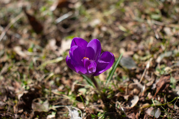 Blooming Purple Flower