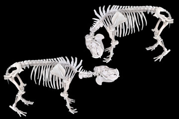 Pygmy hippopotamus skeleton set on black background