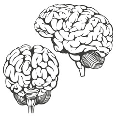 brains collection, human anatomy, icon cartoon hand drawn vector illustration sketch