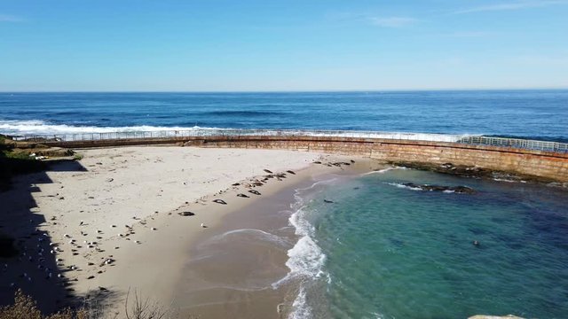 Seals lay on the beach and swim in the water in La Jolla California