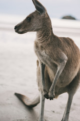 wild and free kangaroos in the field animals