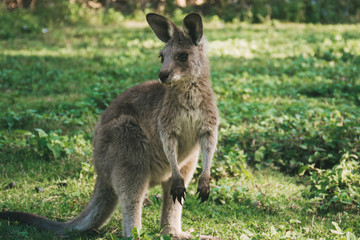 Naklejka na ściany i meble wild and free kangaroos in the field animals