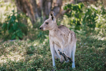 Naklejka na ściany i meble wild and free kangaroos in the field animals