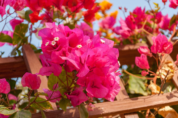 Pink bougainvillea on a wooden flower fence on a blue sky background