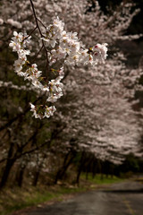 桜