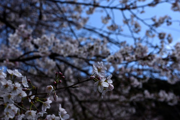 桜