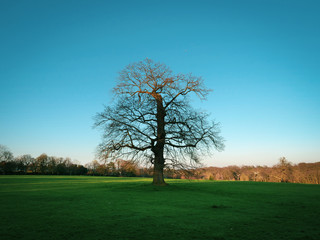 Obraz premium tree in the park