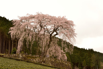 水戸野のしだれ桜