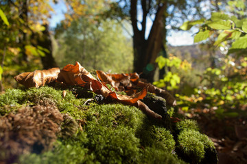 entrance to summer,  beautiful mossy forest, clear sky and sunlight