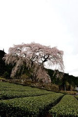 水戸野のしだれ桜