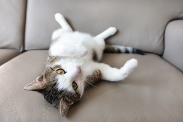 Cute young domestic tabby cat resting on leather couch after playing, looking sleepy or tired. Close up, selective focus, copy space