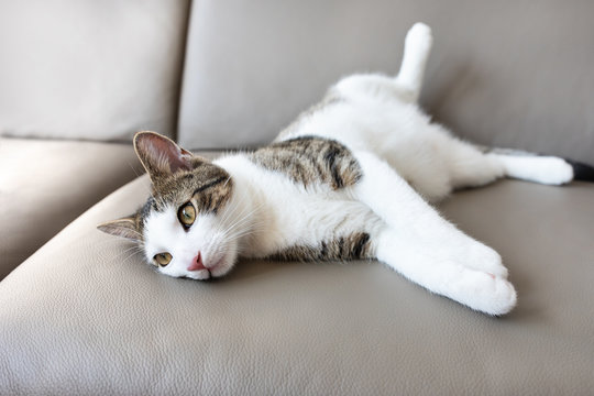 Cute young domestic tabby cat laying on leather couch, looking sleepy, sad, tired or depressed. Selective focus, copy space