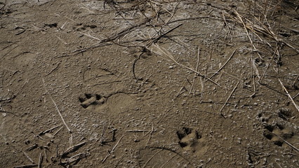 땅에 남겨진 짐승 발자국