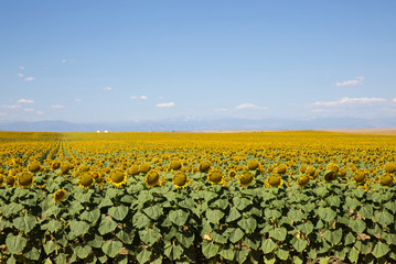 Fototapeta na wymiar Beautiful Sunflower field during summer in Colorado with The Rocky Mountains in the background