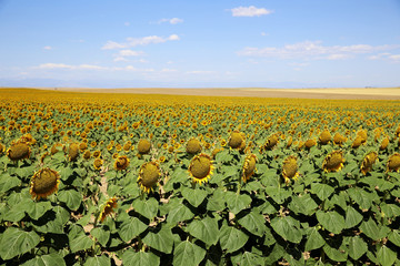 Beautiful Sunflower field during summer in Colorado with The Rocky Mountains in the background